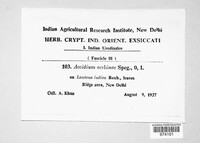 Aecidium verbenae image